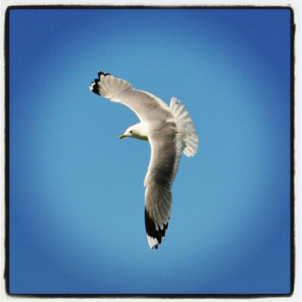 Instagram: #måke #seagull #bird #fugl