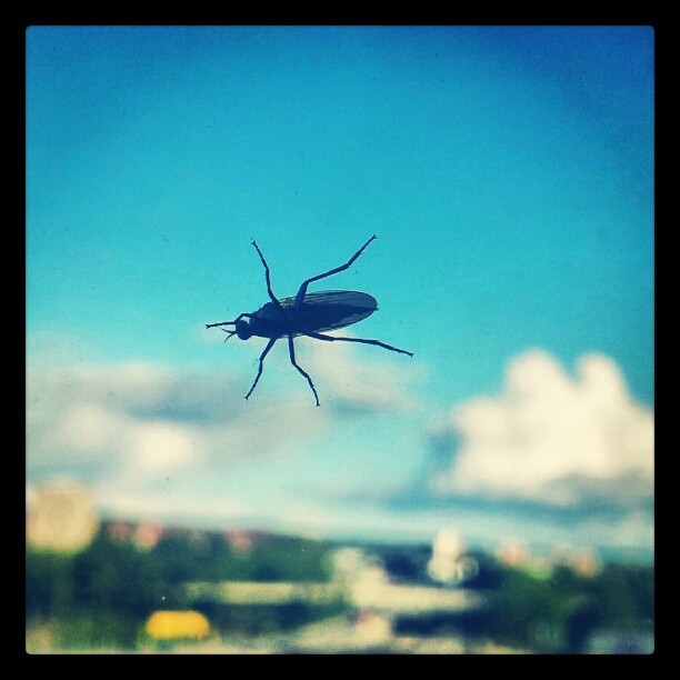 Instagram: #flue #flies #insekter #insect #insects #bugs #bug #bugsofscandinavia