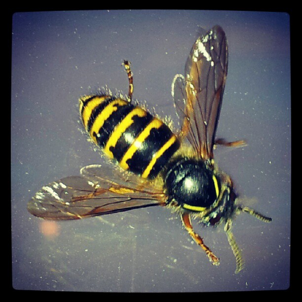 Instagram: #veps #insekter #wasp #insect #insects #bugs #bugsofscandinavia