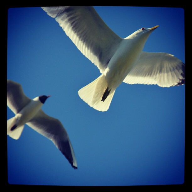 Instagram: #måke #måker #seagulls #seagull #fugler #fugl #birds #bird #nikon #d5100