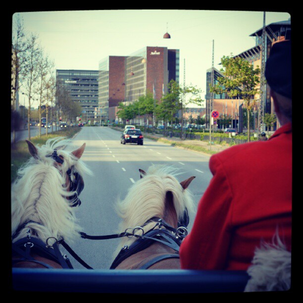 Instagram: #horseridding #copenhagen #horses #horse #hest #hester #københavn #cph #kbh