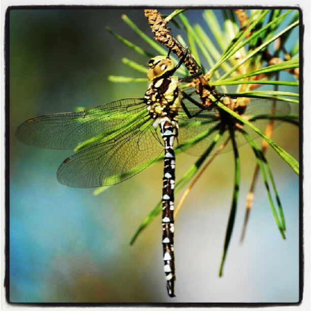 Instagram: #øyenstikker #insekter #dragonflies #dragonfly #insect #insects #bugs #bugsofscandinavia #nikon #d60