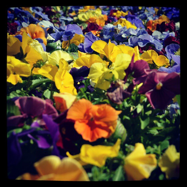 Instagram: #flowers #flower #colour #colours #colors #color #yellow #green #blue #purple #orange #oslo #norway