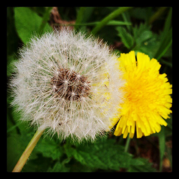 Instagram: #løvetann #dandelion #dandelions #new #old #flower #flowers #blomster #yellow