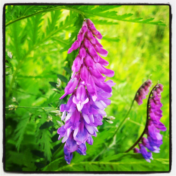Instagram: #blomst #blomster #flower #flowers #green #grønn #lilla #purple #rosa #pink
